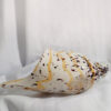 artglass counch shell ag2822
