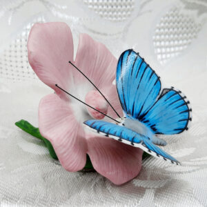 adonis blue butterfly on mask mallow flower
