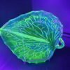 english bagley divided uranium leaf dish