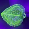 english bagley divided uranium leaf dish